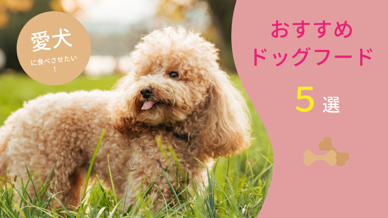 おすすめドッグフード5選!愛犬の健康をサポートする安心なドッグフードは?